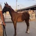 مهر