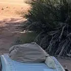 سله اف جي