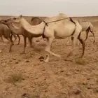 البل