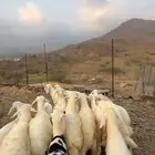 طليان ورخال تربية