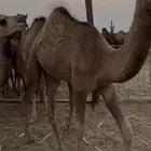 العدد 7 والبيع سمح