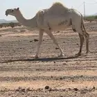 لقحه 8 شهور الموقع ام الدوم