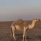 للبيع قعود