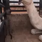 بكره حواره باتليه كفو