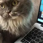 قطه ضائعه