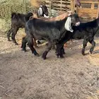 تيوس طيبه