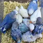 فروخ روز