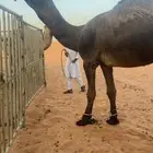 بعير