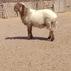 للبيع فحل نعيمي صنف أمه ساكنيه