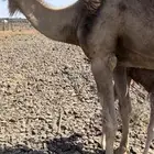 ناقه للبيع خلفه معها بكره