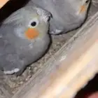 جوز كروان منتج من قبل والحين تحته 3 بيضات