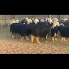 عرض ثنوات وربعيات