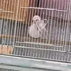 جوز هوقو البينو