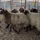 جذعان نعيم بلدي