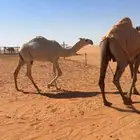 بكره مفروده باتليه على الارخم