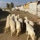 غنم طيبه حريات