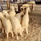 خرفان