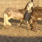 رخال درومانيه صنف فاخره