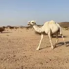 ناقه للبيع ضروبه
