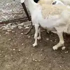 ضأن للبيع