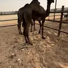 للبيع قعود فاخر ..