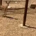 بنت ولد وعل حر