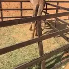 حاشي سمين جدااا