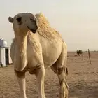 قعود فحل تمامي طيب بالحيل