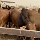 حسلان بلدي للبيع