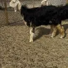 رخال نجد صنف