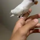 روز البينو