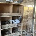 لأصحاب مشاريع حمام فرنسي لاحم سوبر جامبو سلفر