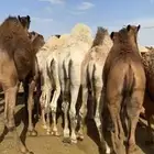 قعدان بلدي من تحت أماتها فل الفل