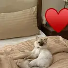 قطة هملايا اليفة جدا