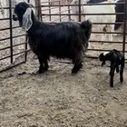 رغوث عارضيه