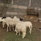 ضان صفر و حرش