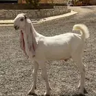 تيس مطور