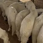 ذبايح نعيمي حري سواكني تيوس