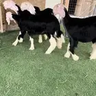 4 رخال نجد صنف