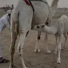 خلفه وضحا ثنو تحتها بكره ع بعير  القمازي