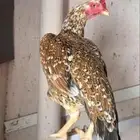 دجاجه سنديه ( تم البيع )