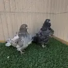 طبه كشكش