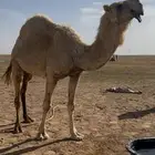 للبيع ناقه وضحاء مزاين او البدل