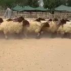 غنم نعيم صنف للبيع