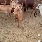 ماعز دفع للبيع