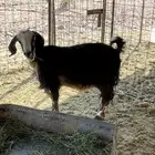 عنز البيع معه عيله