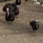 دجاج رومي منتج