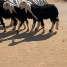 رخال وخرفان نجد