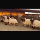 جذعات نوادر 9 روس