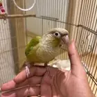 كنيور اليف جدا  وهدد